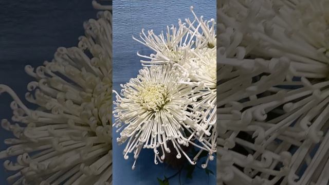 Down Pour сорт хризантемы, типа кико #черенкихризантемы #chrysanthemum смотреть онлайн
