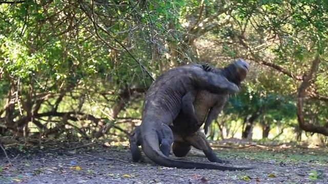 Mammoth Komodo Dragon Effortlessly Snarfs a Whole Boar in One Gulp смотреть онлайн