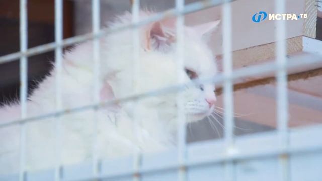 Приют для собак городской округ Истра смотреть онлайн