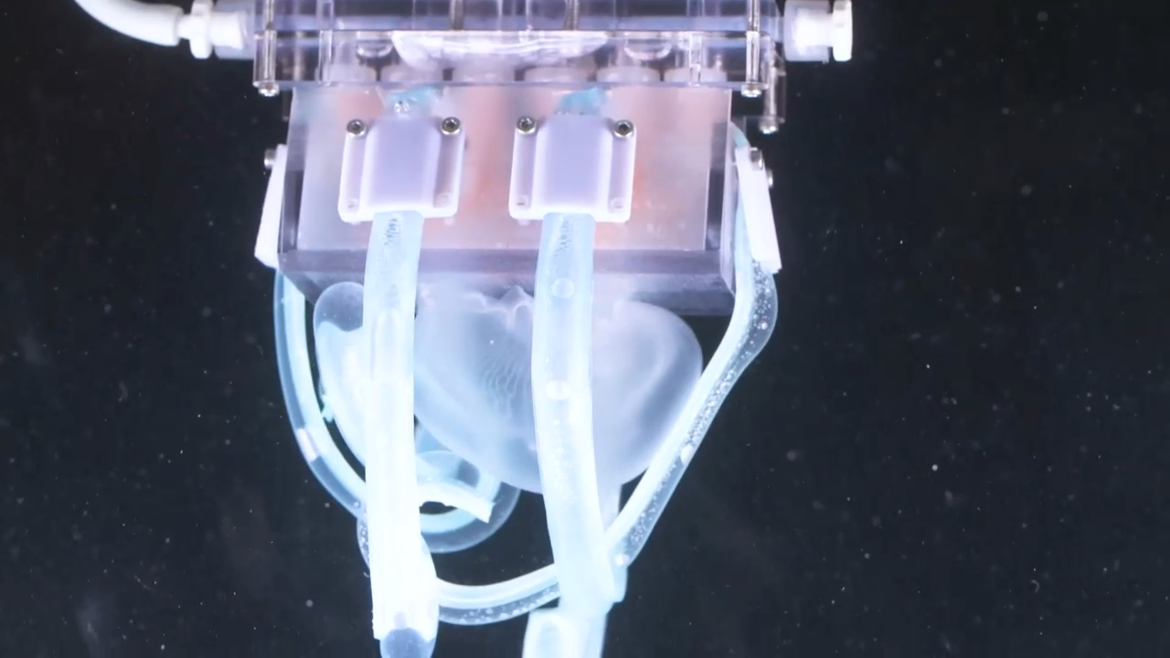 Робоманипулятор способный захватить медузу, не причинив ей вреда смотреть онлайн