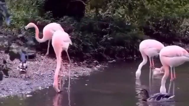 мы родились в сибири//пополнение//обзор канала