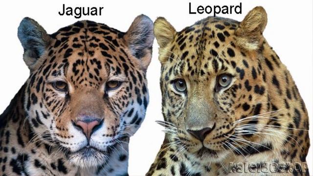 Ягупард - гибрид самца Ягуара с самкой Леопарда. ЛЕПЪЯГ- гибрид самца Леопарда с самкой Ягуара смотреть онлайн