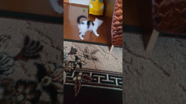 Одели ошейник котёнку от насекомых ?? смотреть онлайн