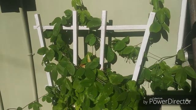 Butterfly host plants смотреть онлайн
