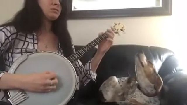 Britches full of stitches - tenor Banjo смотреть онлайн