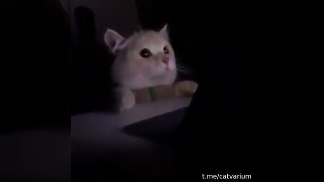 That's Why I Love Nestle Crunch Cat Meme смотреть онлайн