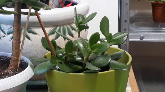 ТОЛСТЯНКА привлечет Деньги в Дом! Особые правила посадки и ухода.