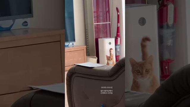 Кот-вездеход, всратая кошка. смешные коты смотреть онлайн