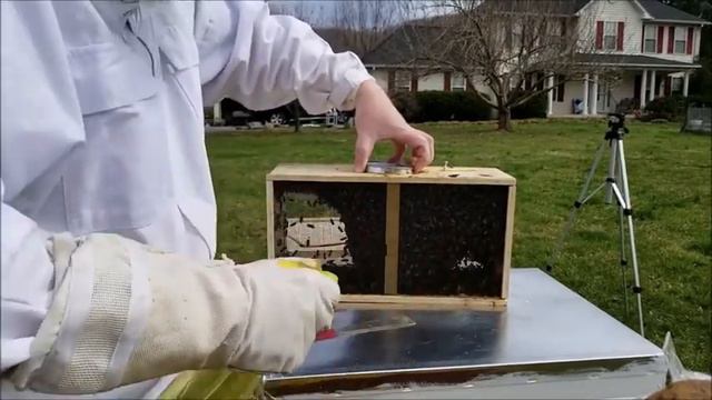 бессотовый пчелопакет, это современная форма, продажи пчел,package of bees смотреть онлайн