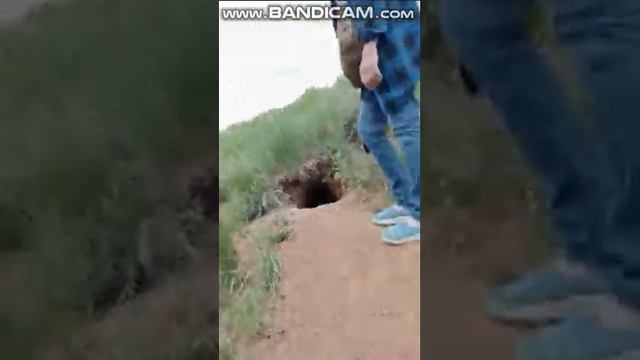 Нора лисья .кто там живёт ? смотреть онлайн