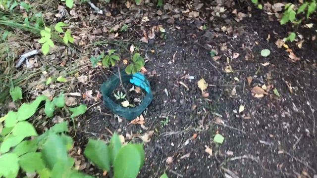 Знакомство с подругой, обзор участка и расчистка дикого винограда смотреть онлайн