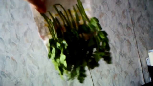 петрушка.AVI смотреть онлайн