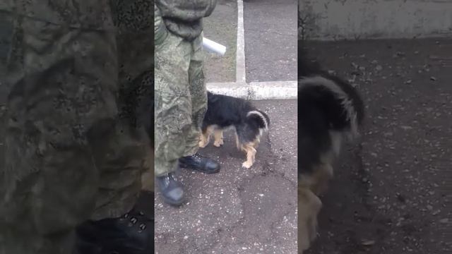 Собака по кличка СЕРЖАНТ ))) смотреть онлайн