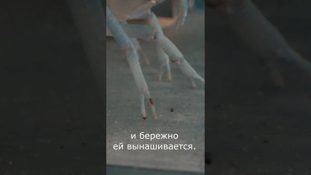 Вы когда-нибудь видели, как появляются детки у австралийского красноклешневого рака? смотреть онлайн