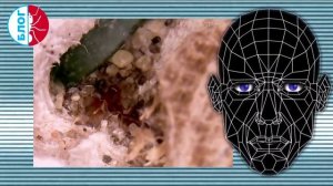 Муравьи Leptothorax. Кормление микроскопических муравьев