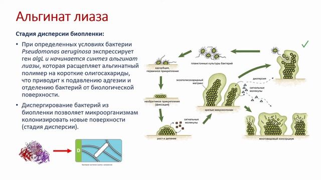 Вебинар: "Современные технологии использования ферментов в дезинфекции". смотреть онлайн