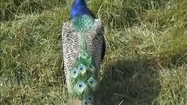 Павлин смотреть онлайн