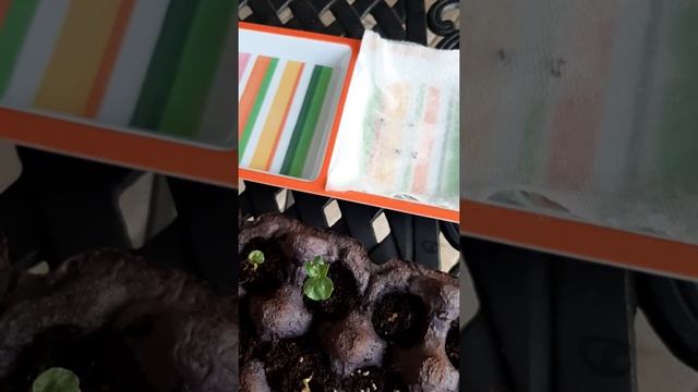 Germinating Roselle Hibiscus Seeds (Hibiscus sabdariffa, Red Sorrel) смотреть онлайн