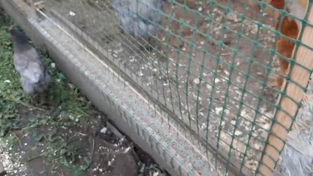 ПРОДАЮ ЛИШНИХ КУР... Новое гнездо для кур!!??? смотреть онлайн