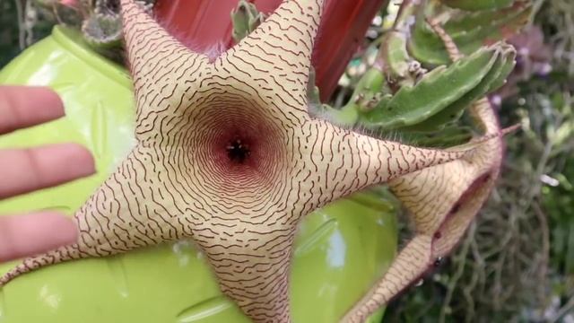 SPECTACULAR STARFISH BLOOMS! FACTS & CARE - Stapelia gigantea, The Starfish Plant смотреть онлайн