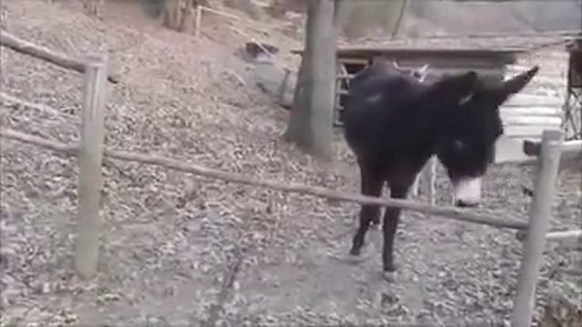 Осел зубами убрал палку! смотреть онлайн