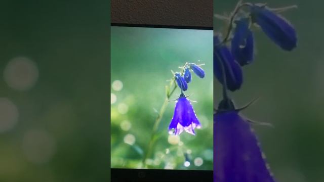 #духсвятой #невестахриста смотреть онлайн