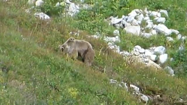 Медведи. Фишт 27-30 августа 2013г. смотреть онлайн