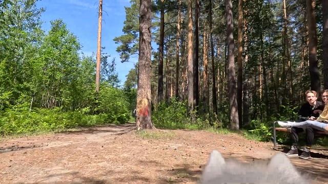 Тест GoPro 11 с креплением для собаки смотреть онлайн