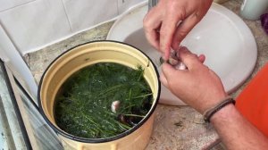 Ловля черноморских мидий. Черноморские мидии . Как приготовить мидии.