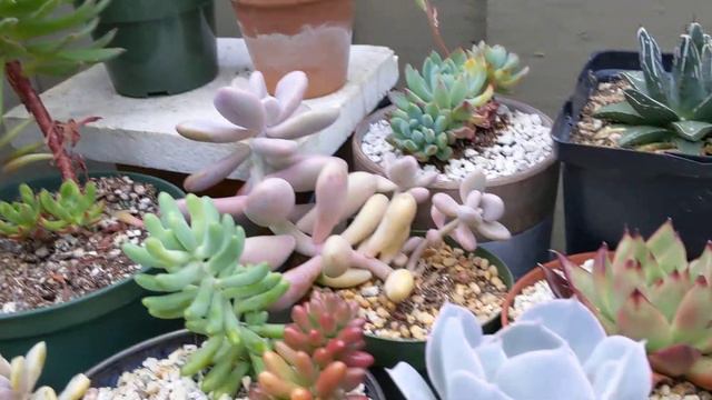 Small succulents Greenhouse смотреть онлайн