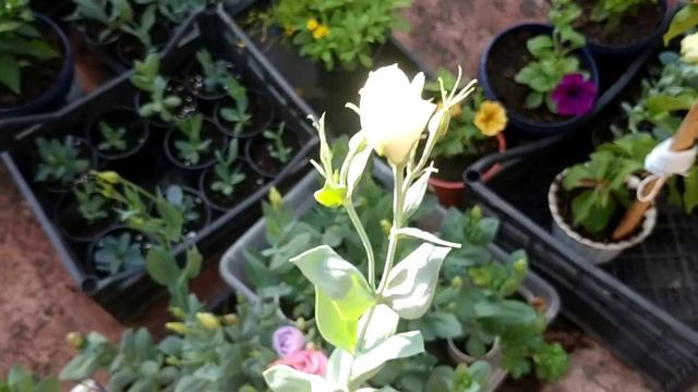 Эустома Неудачи Выводы Цветение смотреть онлайн