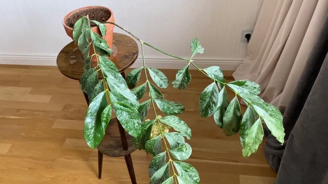 Hoya Cystiantha silver splash-новинки стоят дорого смотреть онлайн