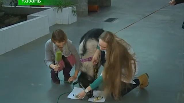 О том, каким будет следующий год козы! смотреть онлайн