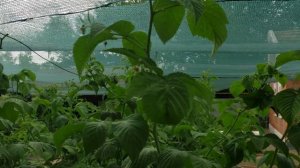 Малина Маравилла и Энросадира. Первое плодоношение.