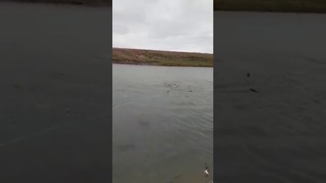 Как рыбак из ЗКО поймал большого сома смотреть онлайн