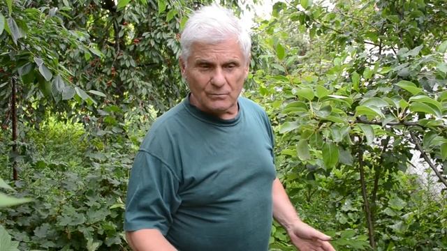 ПОЧЕМУ НЕ РАСТЕТ ГРУША? смотреть онлайн