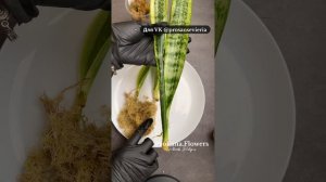 Мох! Укоренение сансевиерий. Продолжение эксперимента