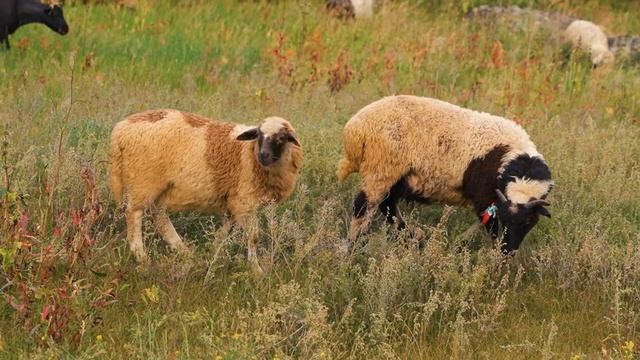Алтай | Марсианская долина и Джумалинские ключи | Путешествие на машине | Экспедиция 2021 смотреть онлайн