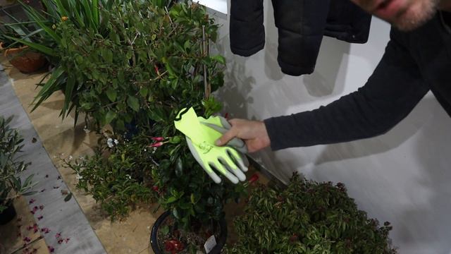 Dipladenia überwintern - Diese Fehler ❌ unbedingt bei der Überwinterung vermeiden! смотреть онлайн