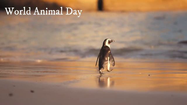 World Animal Day is an international day of action for animal rights celebrated on October 4 смотреть онлайн