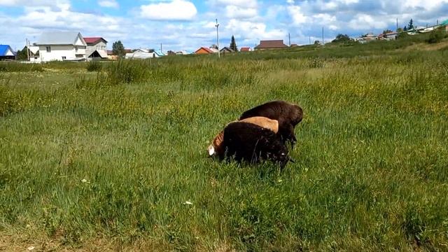 Эдильбаевские овцы,кучкары на прогулке. смотреть онлайн
