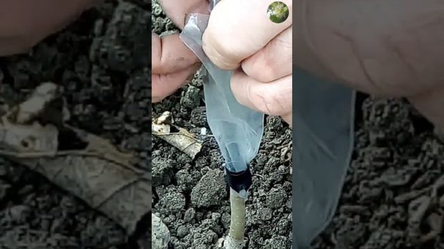 Клиновидный способ прививки деревьев/прививка груши весной/обрезка молодой груши смотреть онлайн