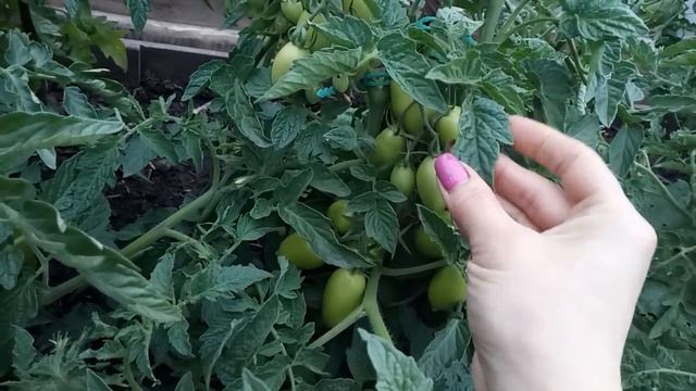 ЛУЧШЕЕ НАТУРАЛЬНОЕ УДОБРЕНИЕ ДЛЯ ТОМАТОВ И ПЕРЦЕВ! УВЕЛИЧИВАЕТ УРОЖАЙ В 2 РАЗА! смотреть онлайн