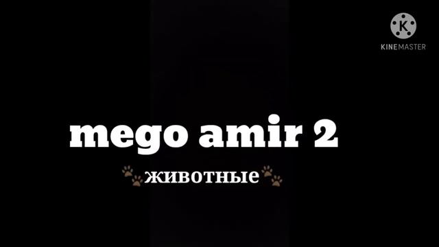 Мое интро заставка mego amir 2 животные смотреть онлайн