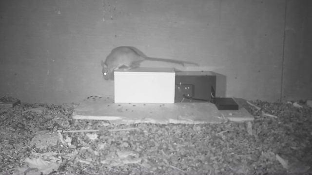 Rats Will Never Steal Your Bait Again With The MICRO RAT TRAP. Mousetrap Monday смотреть онлайн
