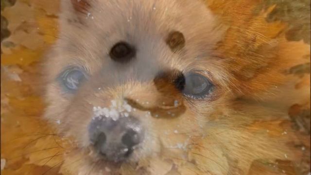 слайд шоу небольшое смотреть онлайн