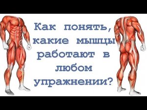 Как понять, какие мышцы работают в любом упражнении?