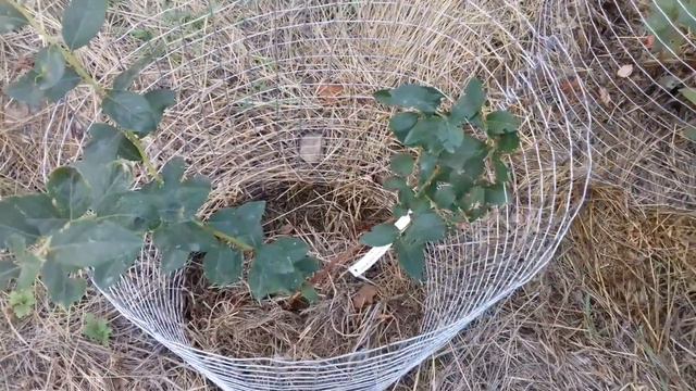 Осенняя влагозарядка голубики/ цветочные почки голубики смотреть онлайн