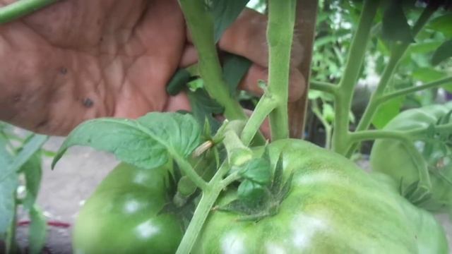 ТОМАТ НАСТЕНЬКА - КАК ФОРМИРОВАТЬ ДЛЯ УКРУПНЕНИЯ ПЛОДОВ? Ольга Чернова. смотреть онлайн