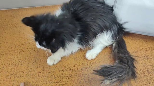 Выходной с котиками. поездка в клинику. Дёма, Львёнок, Мисти, Финик смотреть онлайн